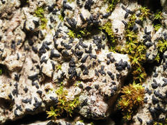 Alyxoria varia