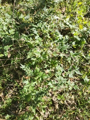Clematis drummondii