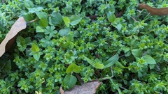 Sherardia arvensis