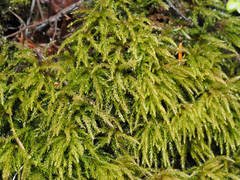 Philonotis capillaris