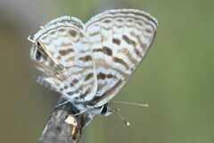 Leptotes pirithous