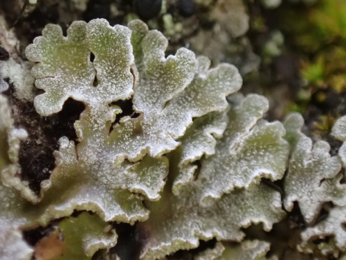 Crescent Frost Lichen