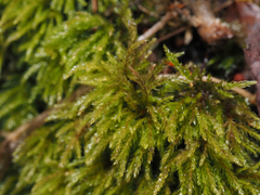 Philonotis capillaris