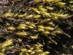 Philonotis capillaris