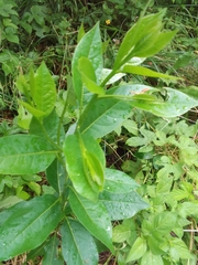 Laurus nobilis
