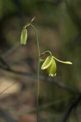 Albuca