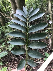 Cedrela fissilis