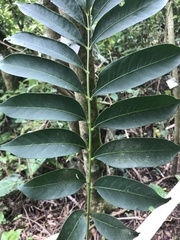Cedrela fissilis