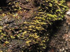 Philonotis capillaris