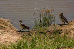 Sarkidiornis melanotos