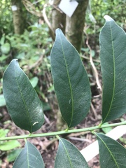 Cedrela fissilis