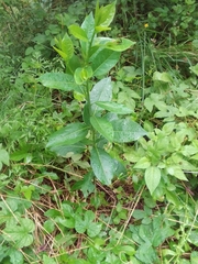 Laurus nobilis