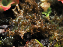 Scytinium palmatum