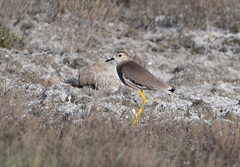 Vanellus leucurus