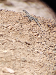 Microlophus atacamensis