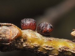 Disholcaspis mellifica