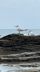 Thalasseus maximus