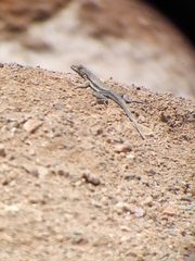 Microlophus atacamensis