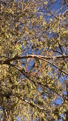 Haemorhous mexicanus