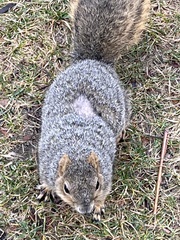 Sciurus niger