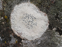 Lecanora rupicola