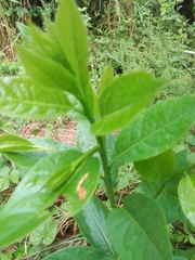 Laurus nobilis