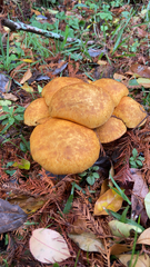 Gymnopilus ventricosus