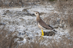 Vanellus leucurus