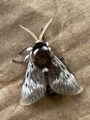 Megalopyge albicollis