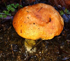 Leccinum manzanitae