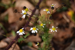 Anthemideae