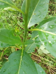 Laurus nobilis