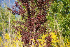 Prunus cerasifera pissardii