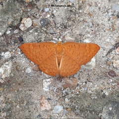Emesis fatimella nobilata