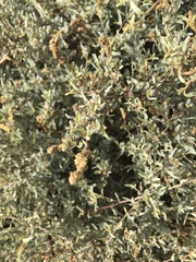 Atriplex amnicola