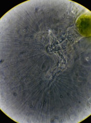 Collotheca