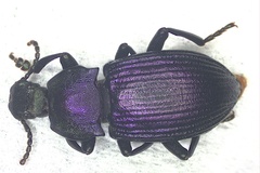 Tenebrioninae