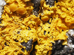 Xanthoria
