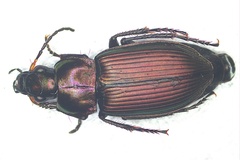 Poecilus cupreus