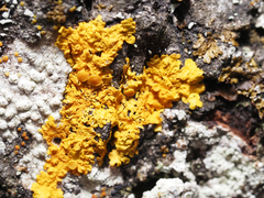 Xanthoria