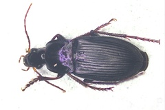 Calathus fuscipes