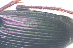 Calathus fuscipes