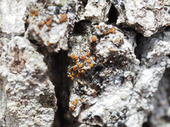 Athallia pyracea