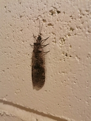 Archichauliodes diversus