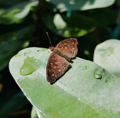 Anthanassa atronia