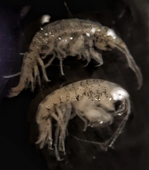 Nototropis guttatus