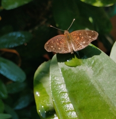 Anthanassa atronia