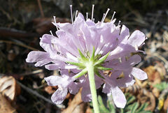Scabiosa columbaria