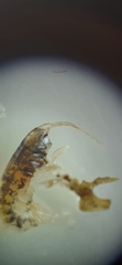 Nototropis guttatus