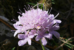 Scabiosa columbaria